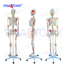 PNT-0103N lebensgroßes skelettiertes anatomisches Modell mit Farbmuskeln und Gelenkbändern